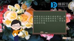 海棠花的养殖方法是什么