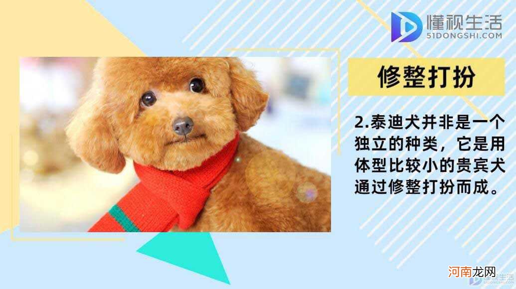 贵宾犬和泰迪的区别