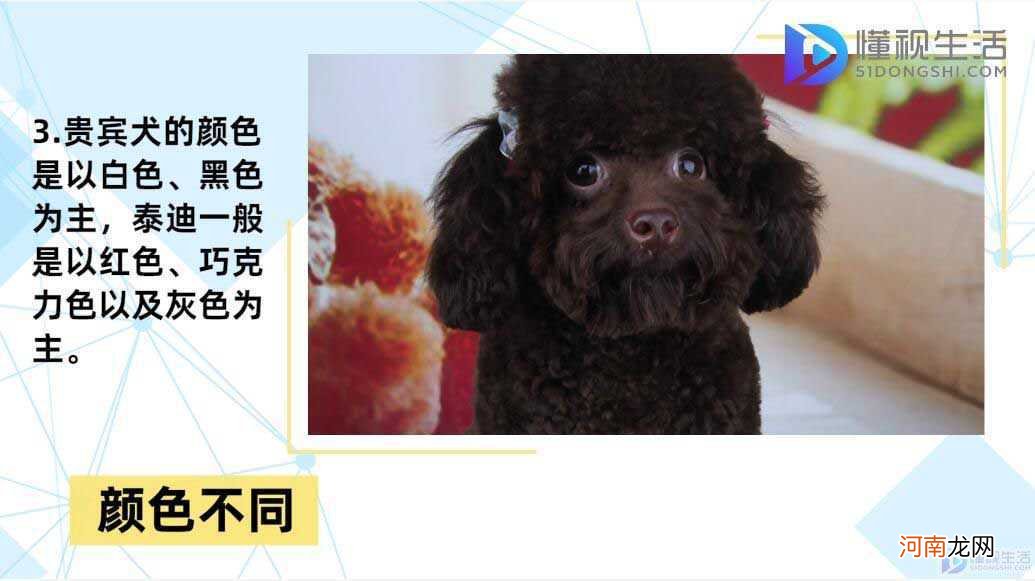 贵宾犬和泰迪的区别