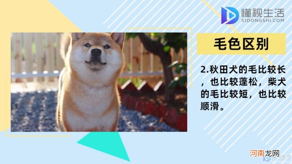 柴犬和秋田犬的区别