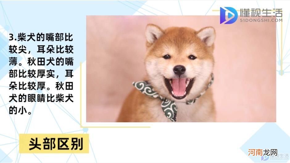 柴犬和秋田犬的区别