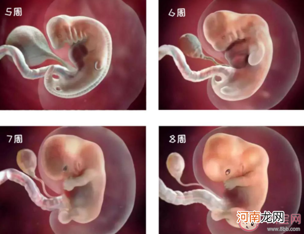 胎儿发育|胎儿发育多久可以看清四肢 胎儿不足月出生有什么影响