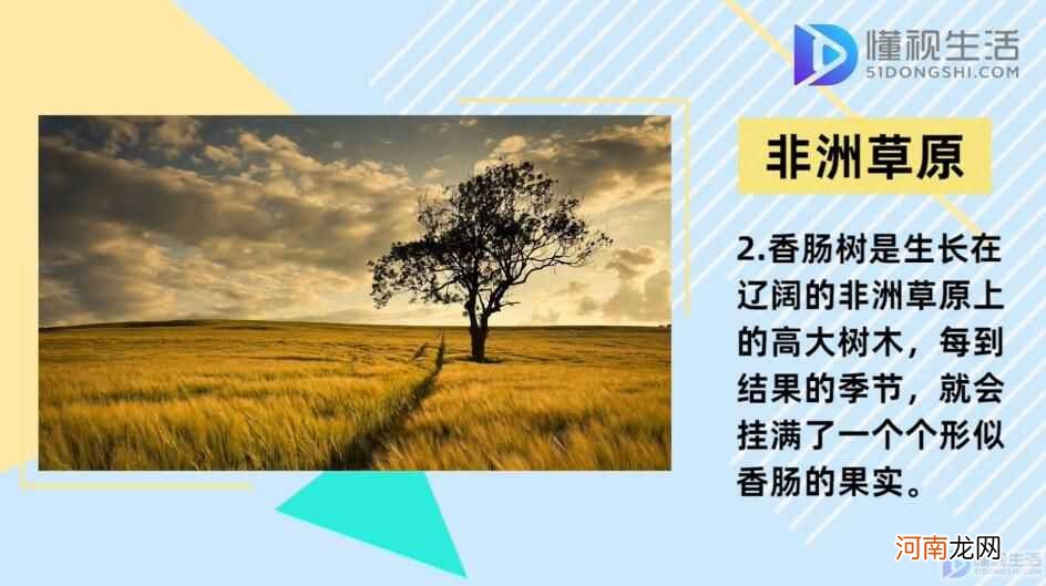 香肠树真的可以结香肠？