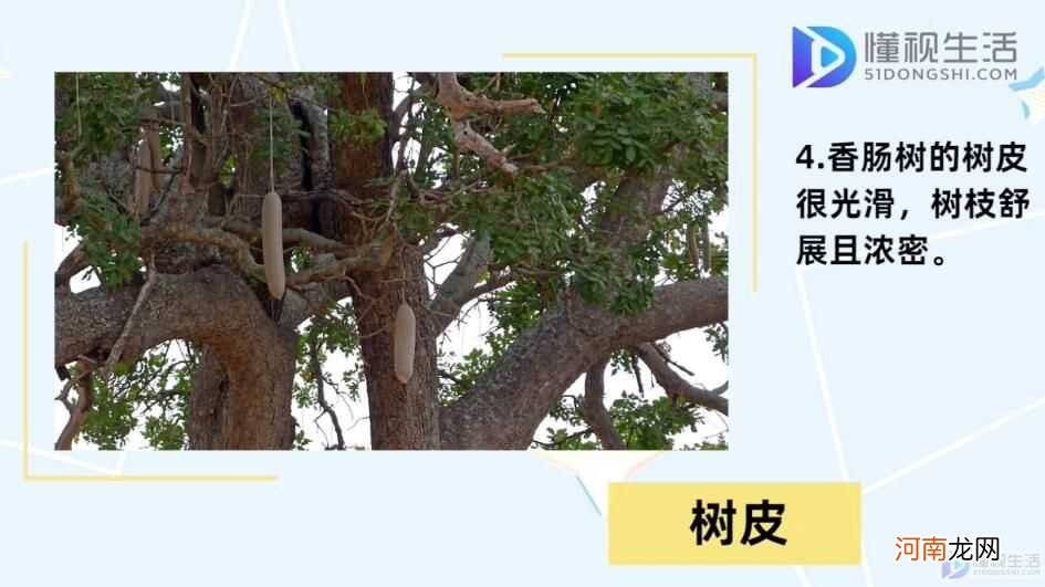 香肠树真的可以结香肠？