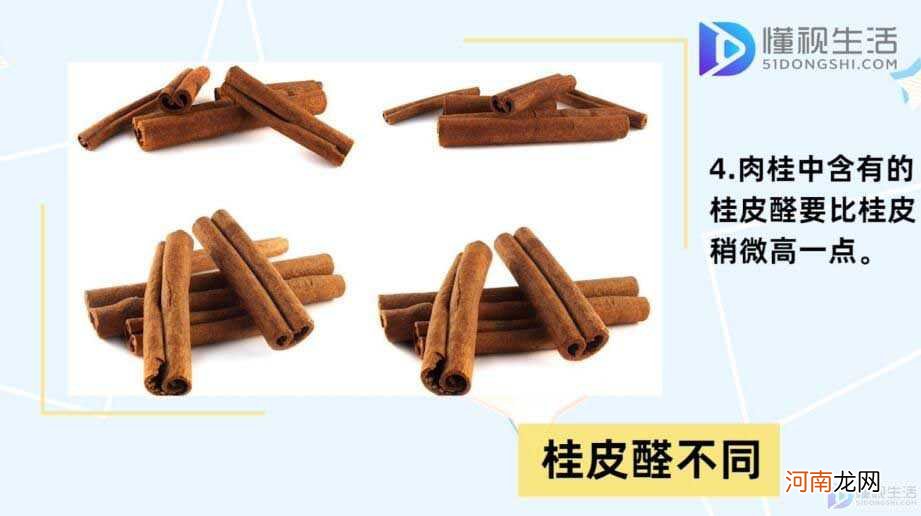 肉桂和桂皮的区别