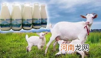 羊奶牛奶大比拼，羊奶真的比牛奶好吗？