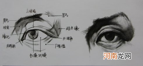 素描眼睛的形体结构及明暗处理