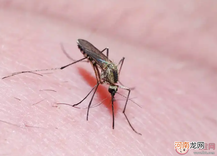 今年的蚊子|今年的蚊子是被热死了吗 高温会导致蚊子变少吗