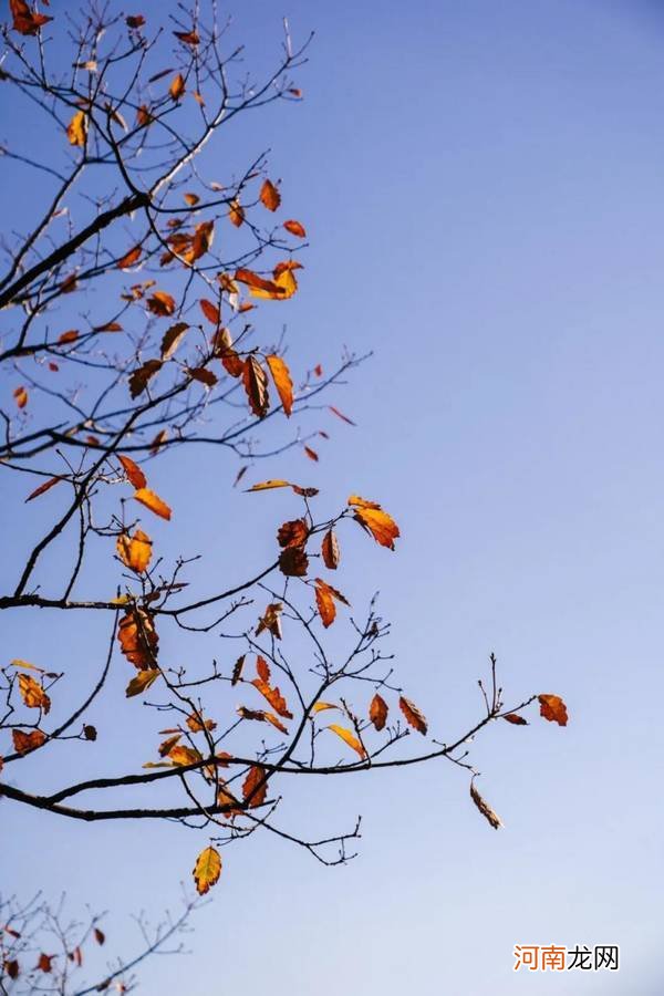 7个拍秋天树叶的思路