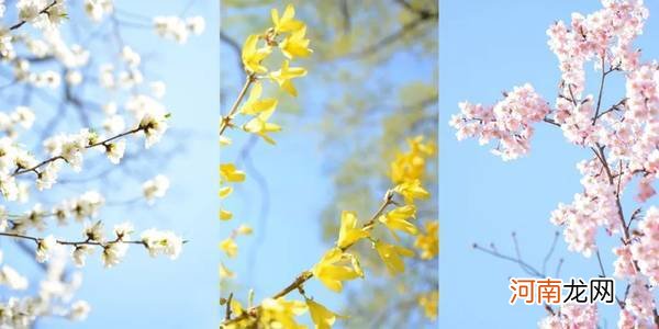 手机拍花卉的常见误区和正确拍摄方法