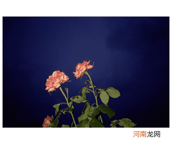 跟摄影师学习如何从生活中寻找灵感拍出美照