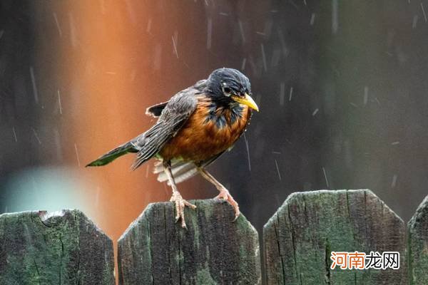 雨天照片拍摄技巧