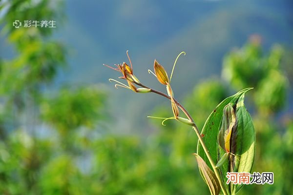 菝葜的功效与作用 菝葜的药用价值