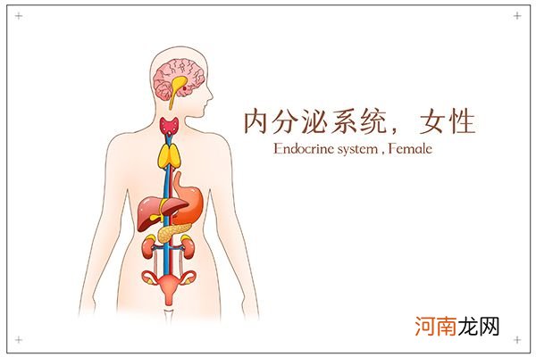 内分泌失调的调理 内分泌失调怎么办