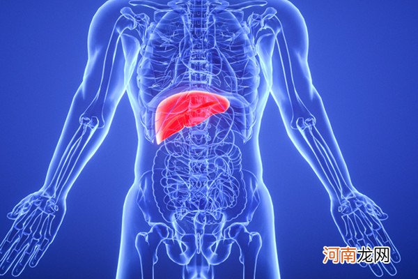 肝在哪个位置图 肝脏的功能