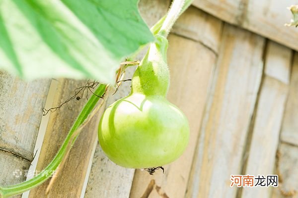 葫芦怎么处理才能保存 葫芦什么时候成熟采摘