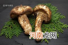 鲜松茸怎么保存 鲜松茸的保存方法