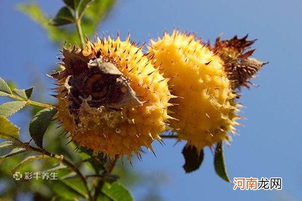 刺梨泡酒的制作方法 刺梨泡酒怎么泡