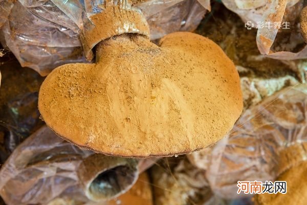 吃灵芝孢子粉的禁忌 吃灵芝孢子粉有哪些注意事项