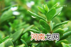 垂盆草的功效与作用及食用方法