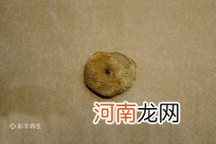 麝香是什么动物身上的哪个部位 麝香的功效与作用