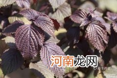 紫苏叶的功效与作用及食用方法 紫苏叶的好处与吃法