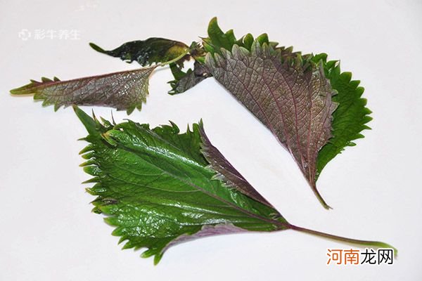 紫苏叶的功效与作用及食用方法 紫苏叶的好处与吃法