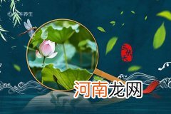 三伏天吃什么去湿气寒气 三伏天去湿气寒气该怎么吃