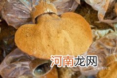 灵芝孢子粉的禁忌人群 什么人不能吃灵芝孢子粉