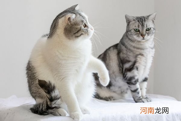 被猫抓出血了要打狂犬疫苗吗 被猫挠了出血了不打针没事吧