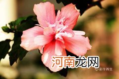 木槿花的功效与作用 木槿花怎么吃