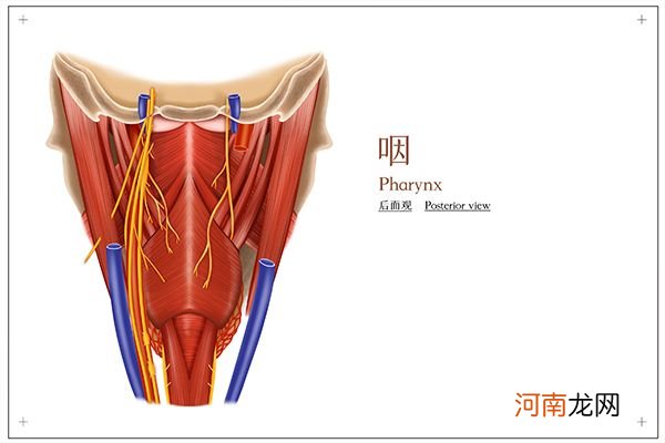 咽颊炎有什么症状如何治疗 咽颊炎有什么症状该如何治疗