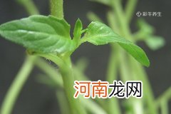 荆芥的功效与作用吃法 荆芥的好处及吃法