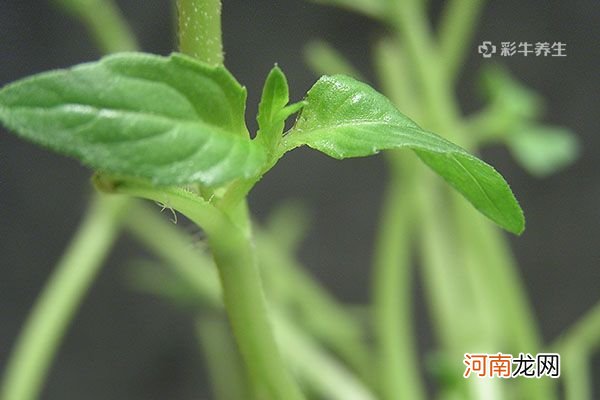 荆芥的功效与作用吃法 荆芥的好处及吃法