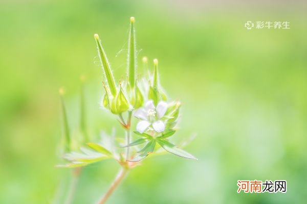 老鹳草的功效与作用 老鹳草的药用价值