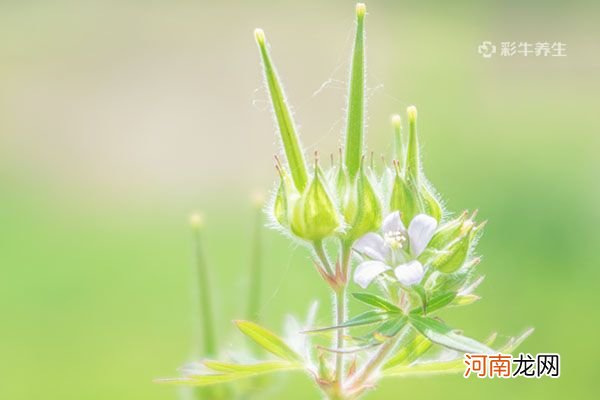 老鹳草的功效与作用 老鹳草的药用价值