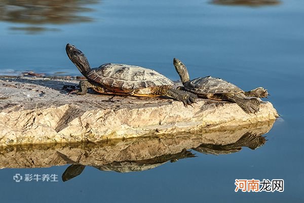 龟甲的功效与作用 龟甲的食用方法