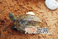 龟甲的功效与作用 龟甲的食用方法