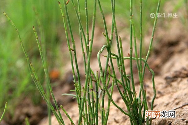 木贼的功效与作用 木贼的药用价值