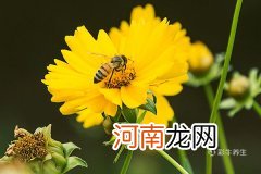 花粉的副作用 蜂花粉的副作用有哪些