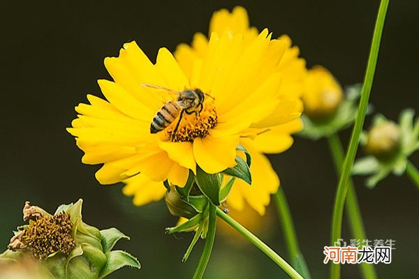 花粉的副作用 蜂花粉的副作用有哪些