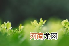 清香木驱蚊效果好吗 清香木驱蚊效果好不好