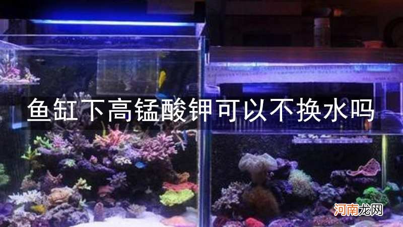 鱼缸下高锰酸钾可以不换水吗