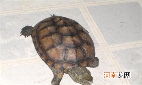 中华草龟怎么养吃什么