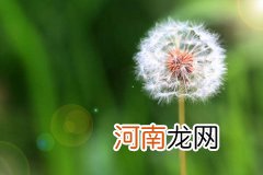 蒲公英泡水喝有什么功效 蒲公英的泡水方法