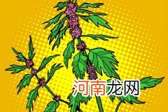 益母草的作用与功效 益母草可以治疗哪些病