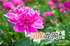 石斛花泡水喝的功效与方法