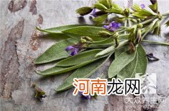 松树叶子泡水喝有哪些功效作用？ 喝松树叶有什么功效