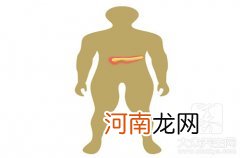 胰腺在哪里哪个位置图 胰腺疼痛位置图片