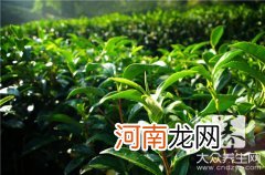 绿茶有那些品种 绿茶有哪些品种哪个品牌最好